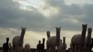 Honda sponsors Channel 4 documentaries - Alpaca Breeder in Oxfordshire