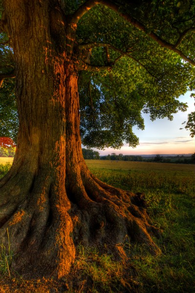 Cotswold Sunset, extreme HDR photograph in direct sunlight