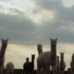 Honda sponsors Channel 4 documentaries - Alpaca Breeder in Oxfordshire